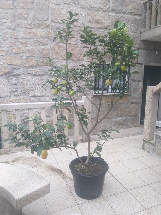 Limoeiro GRANDE  com fruto