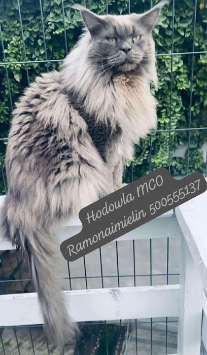 Kocięta Maine Coon rodowód FPL koty kocury