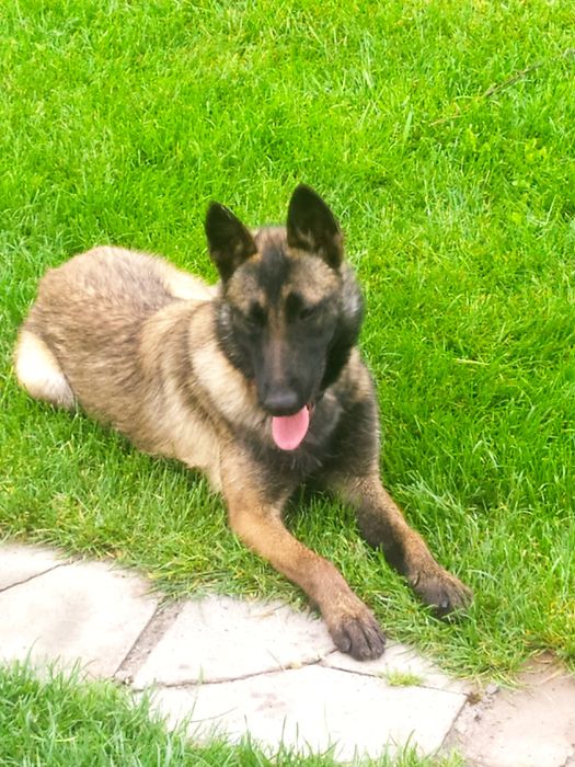 Малінуа Бельгійська вівчарка КСУ