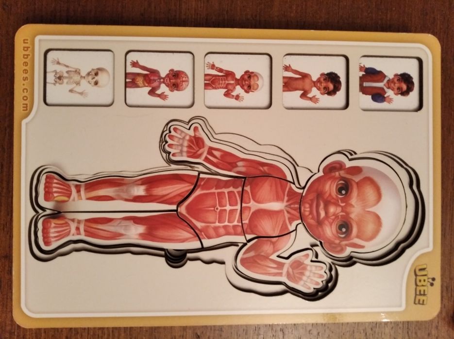 ПАЗЗЛЫ "Анатомия. Организм человека. Строение тела"