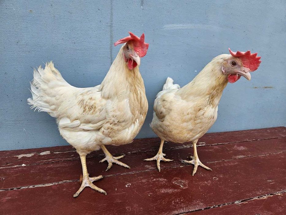 Kurki kokoszki   nioski tetra