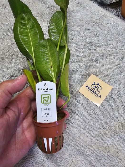 Anubias echinodouros entre outras plantas para aquário