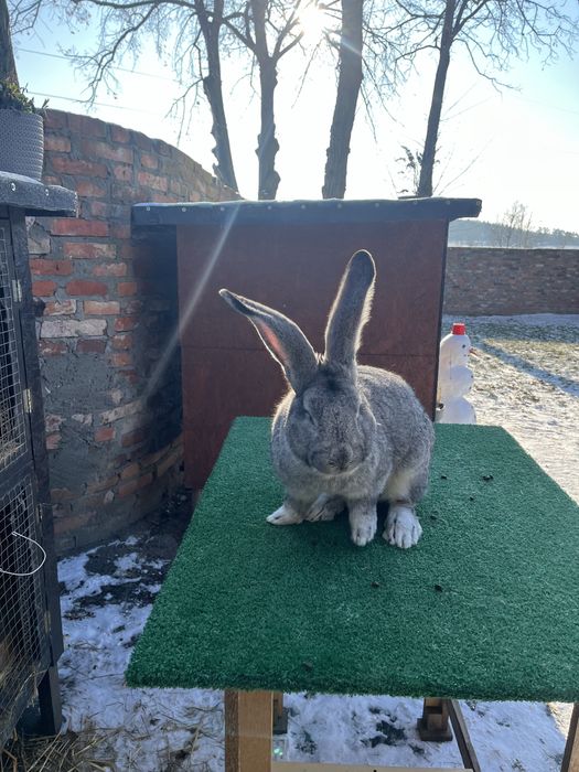 Olbrzym Belgijski Szynszylowaty Samiec