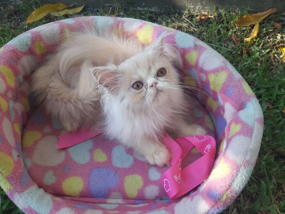 Gato persa creme