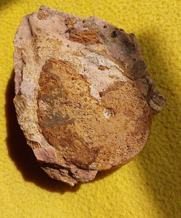 Amonit Oppelia z okresu jura- kelowej