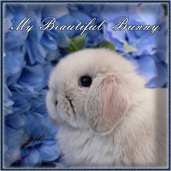 Młody Piękny Króliczek 100% mini Lop - Perła