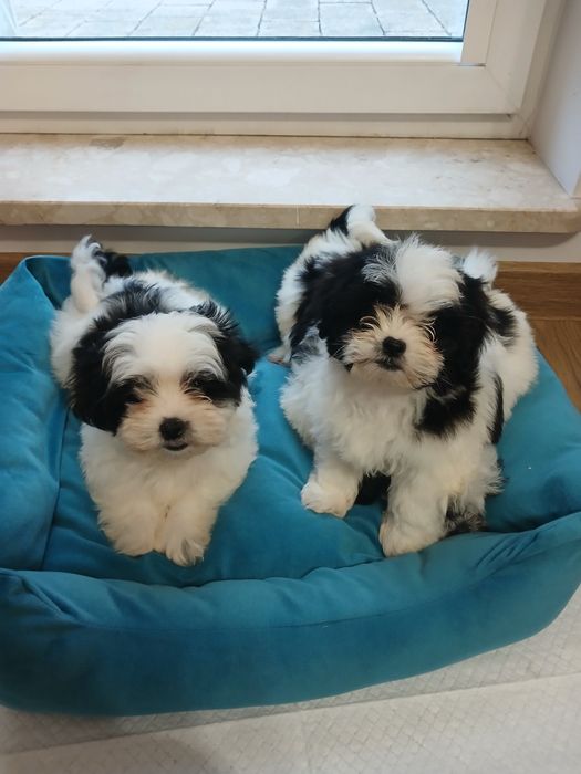 Szczeniak malshi aktualne