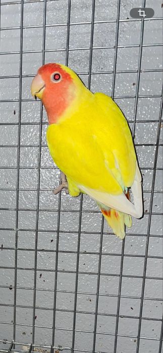 Agapornis roseicollis longfeather
