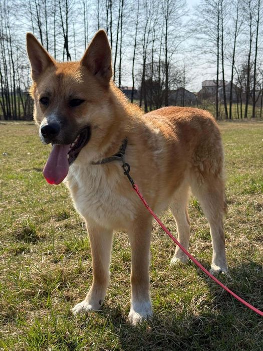 Samiec 2 lat szuka domu