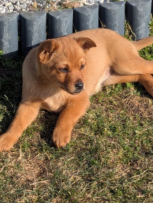 Małe pieski szczeniaki