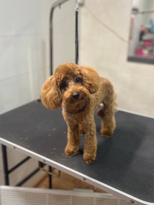 Груминг для животных