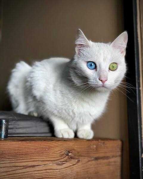Котик білий као мани