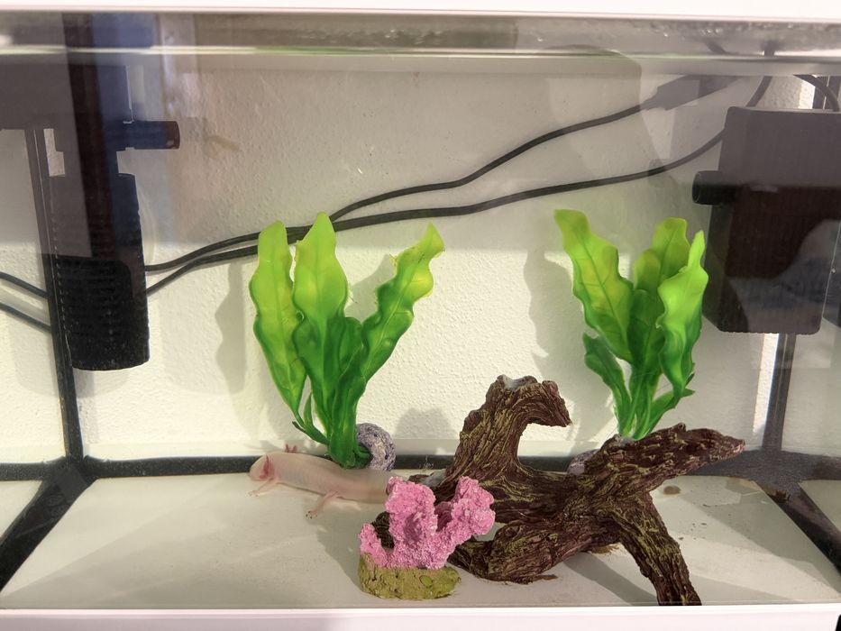 Vendo axolote com cites