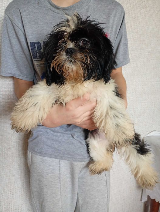 Дівчинка ші-тцу 4 міс