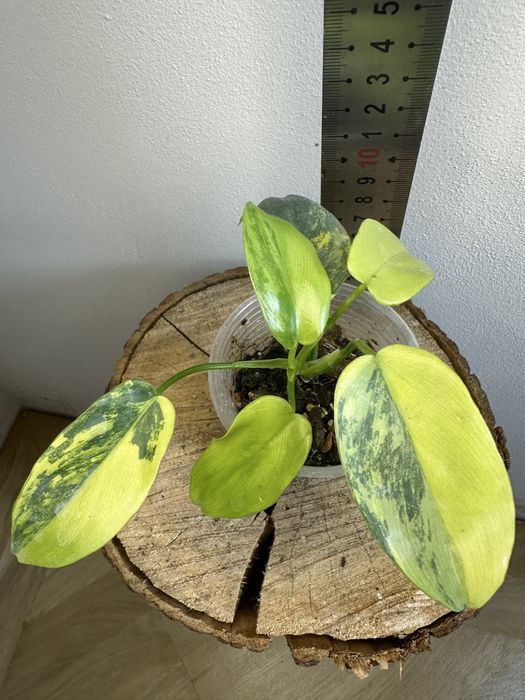 Філодендрон  Philodendron Violin var