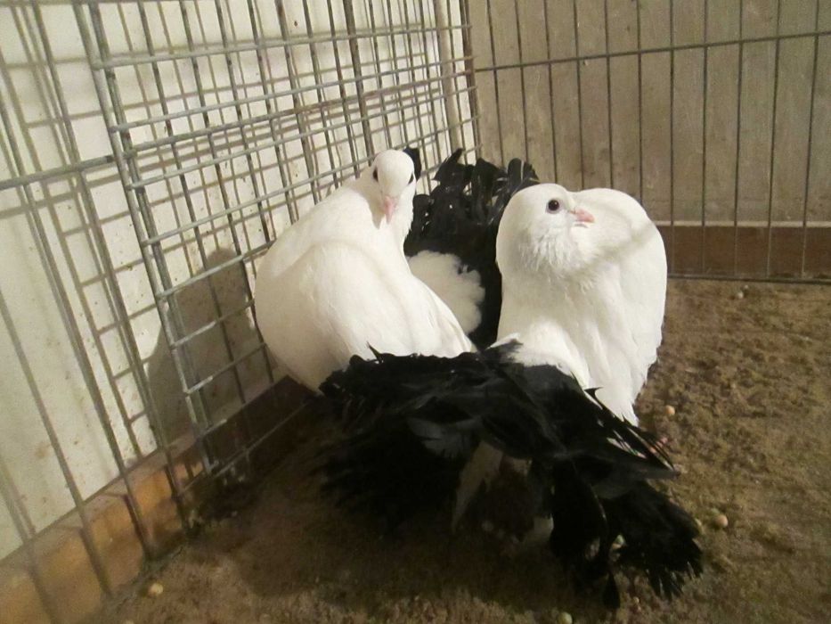 pawiki na czarnym ogonie