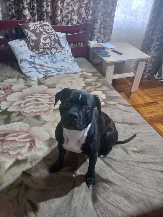 отдам Собаку Стаффорд девочка с документами Бесплатно