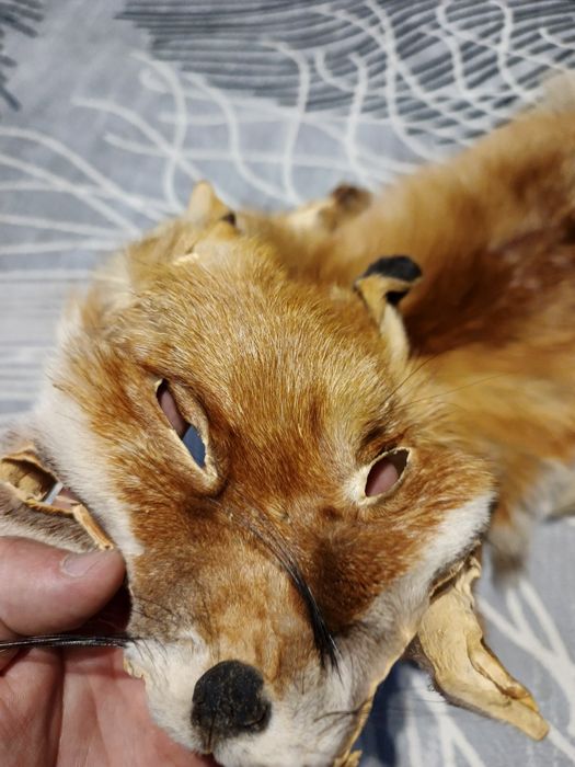 Futro skóra z lisa garbowana