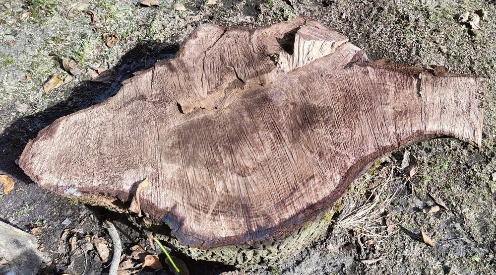 Drewno orzecha włoskiego ODZIOMEK