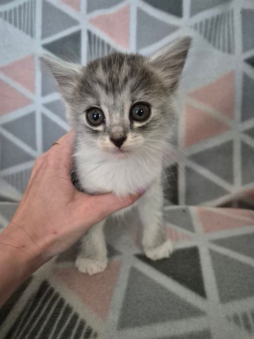 Kotka do adopcji