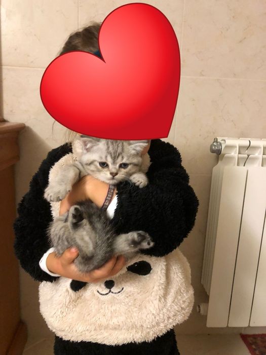 Gatinha Brirish Shorthair -  Amor à Primeira Vista