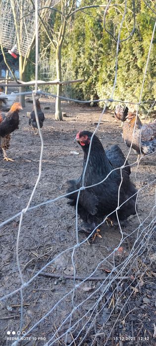 Koguty i kury  Brahna, kochin olbrzymi