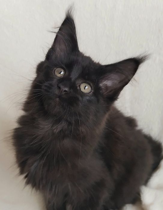 Дівчинка породи Мейн Кун