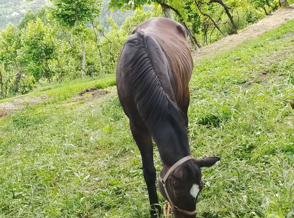 Vender um cavalo