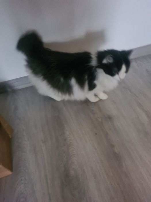 Kotka kotek szuka domu