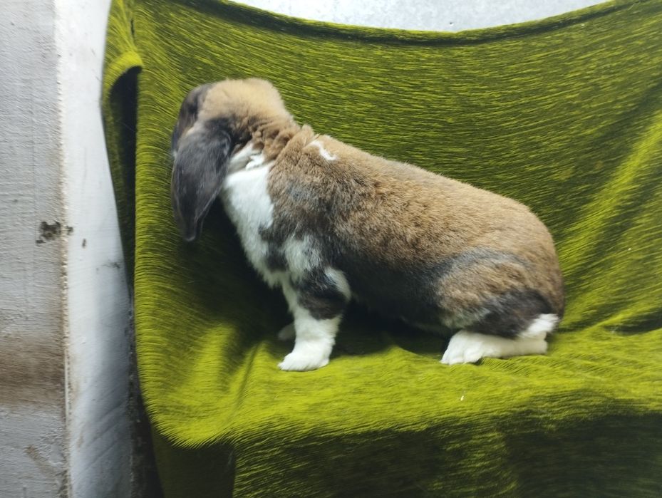 Samica baran francuski czarny