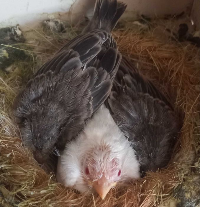 Carpodacus mexicanos de mutação