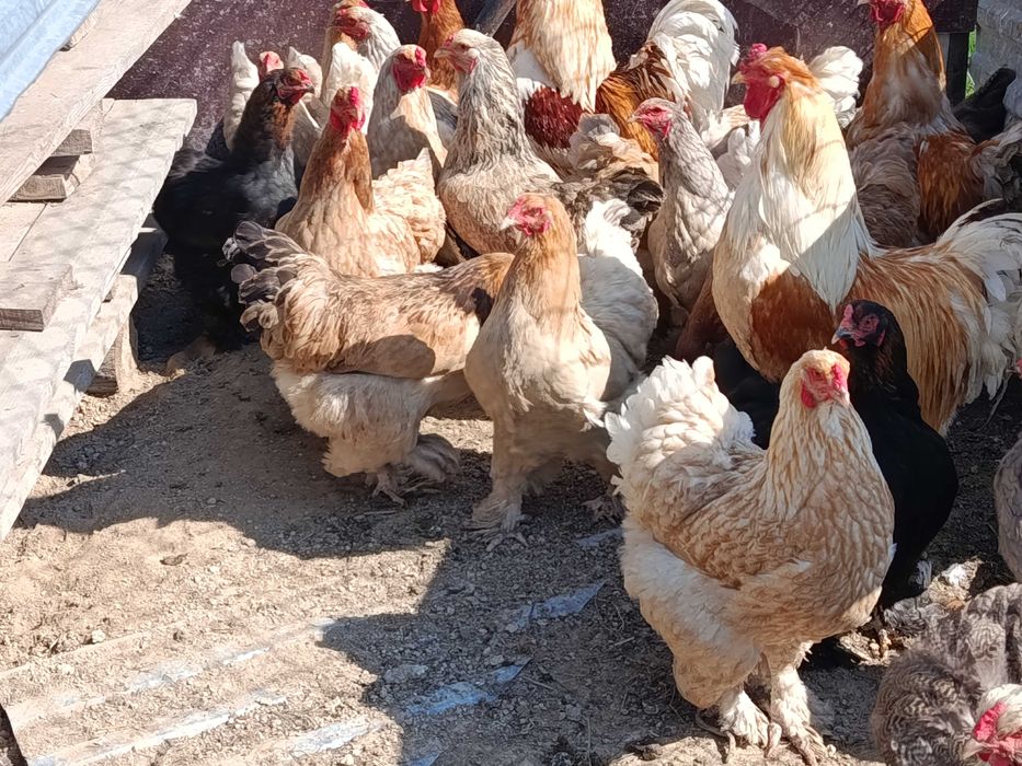 Jajka od kur Brahma olbrzymia
