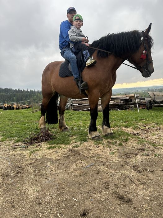 Sorzedam klacz zimnokrwista