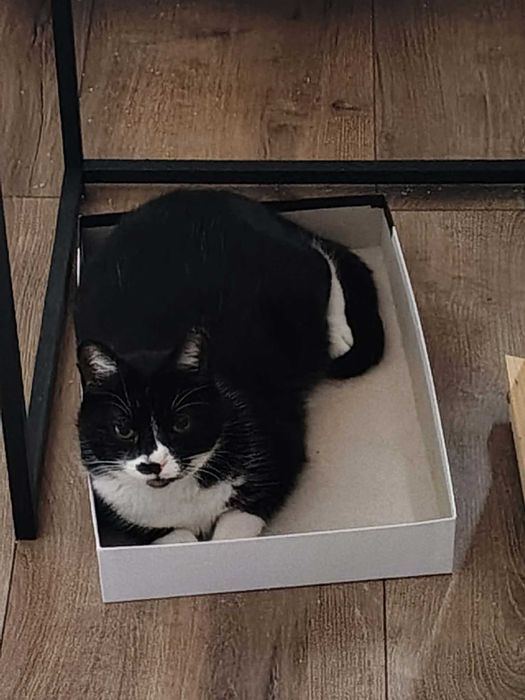 cudowna przyjazna kicia do oddania