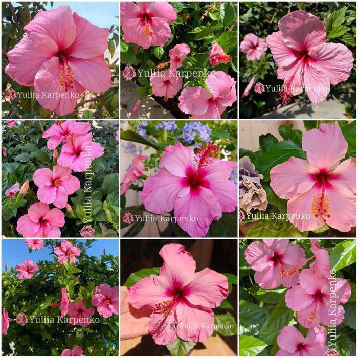 Вкорінені кущі Гібіскус рожевий великі квіти сортовий гибискус розовый