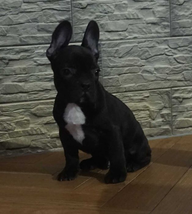 czarny krecik  z białym piesek buldog francuski