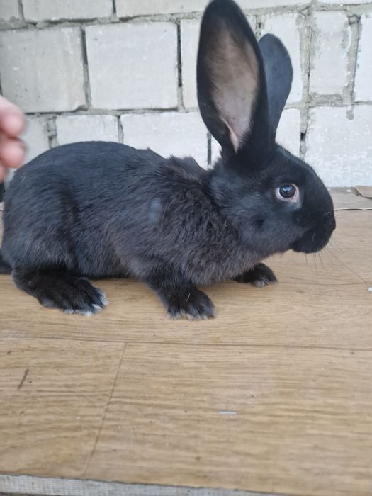 Sprzedam młodą samica srokacza