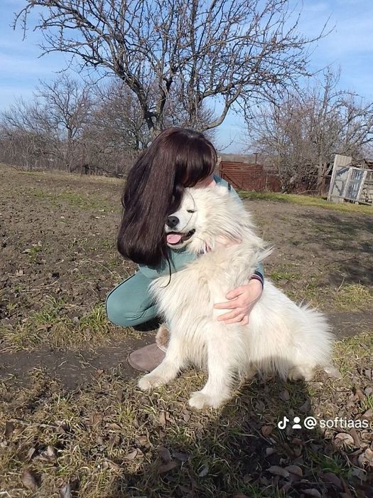 Цуценята самоїда