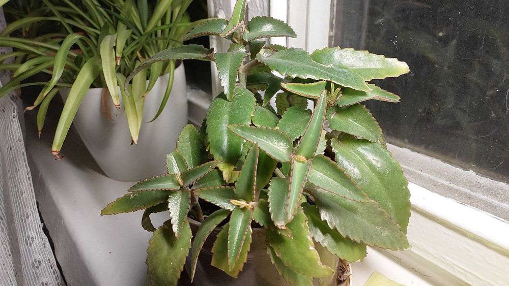 Хлорофітум та каланхое (підлітки)