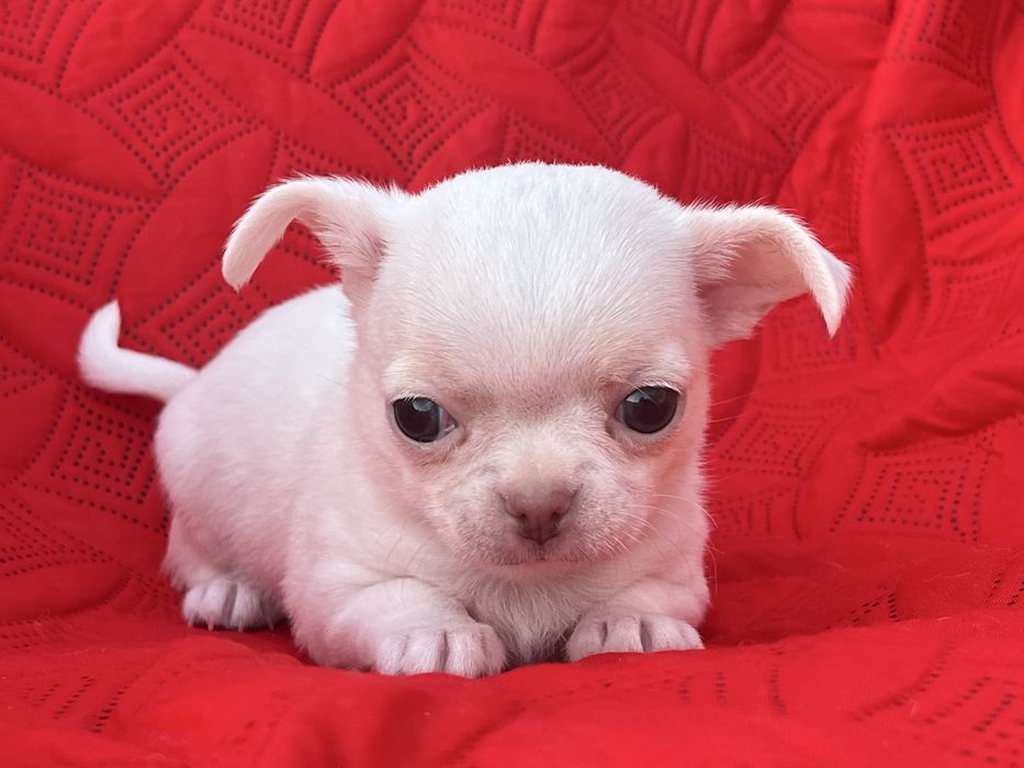Chihuahua Macho Pelo Curto