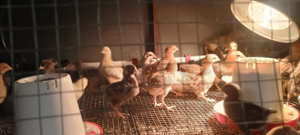 Pisklęta Greenshell Darkshell