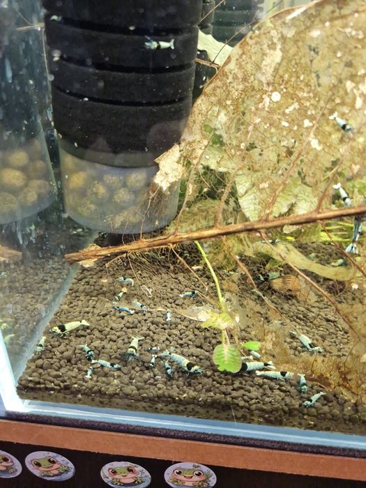 Krewetki Tai Mosura Black Shadow