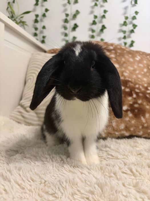 Królik miniatruka Mini Lop hodowla