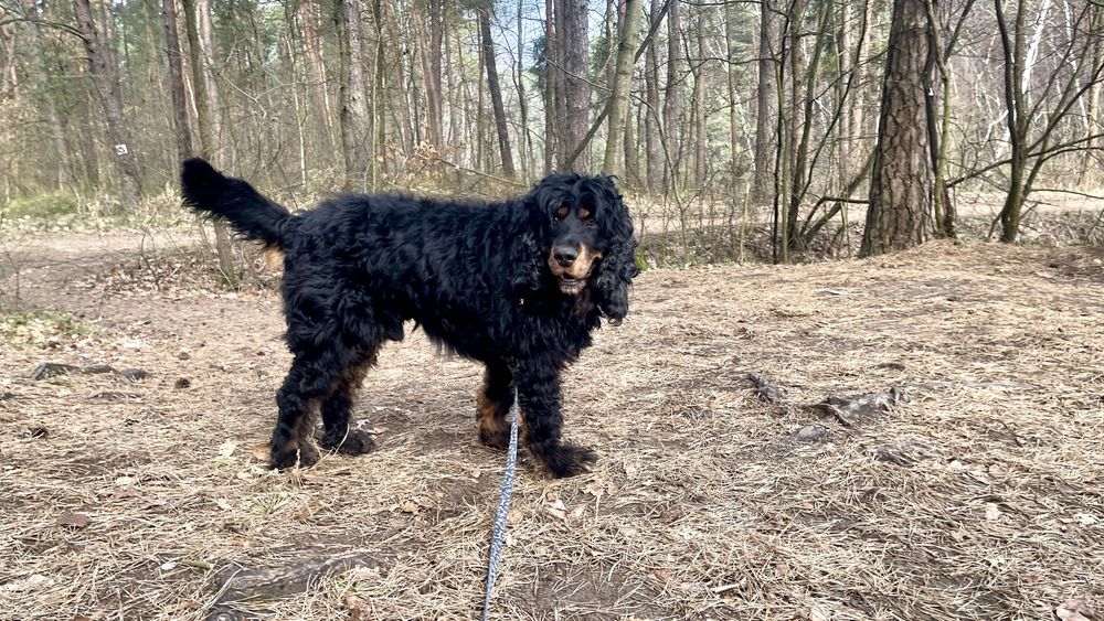 Czarek w typie Spaniela do adopcji
