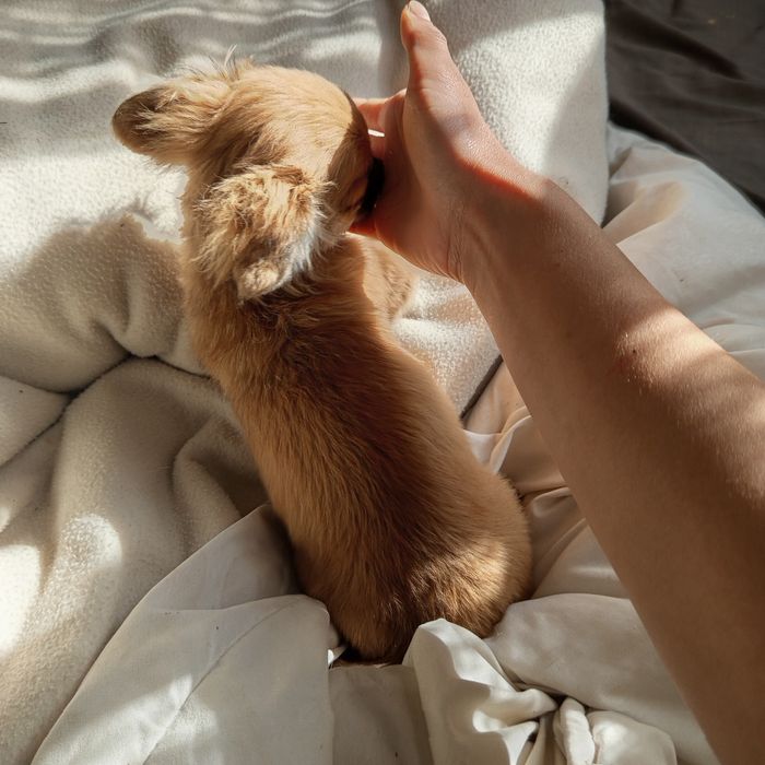 Chihuahua cudowna szczeniak suczka długowłosa sable