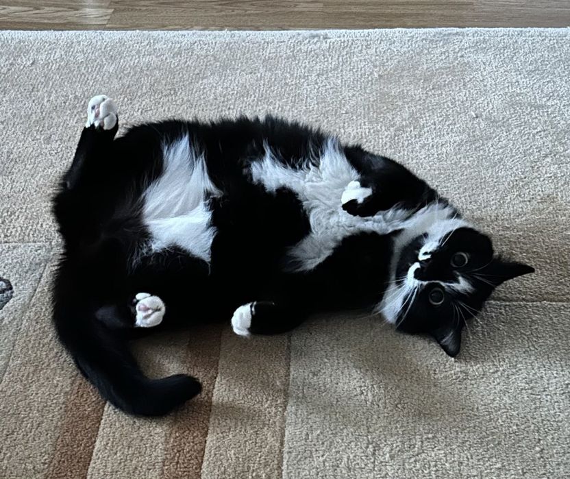 Отдадим кота по кличке Жужик