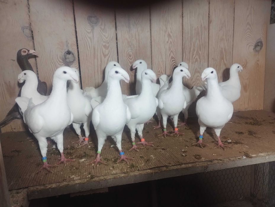 Niemiecki Wystawowy WYSYŁKA