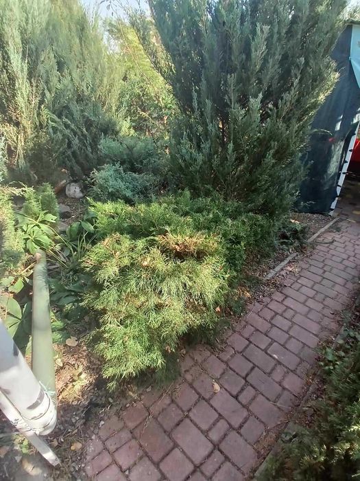 хвойные деревья   продам от 1 до  5 метров