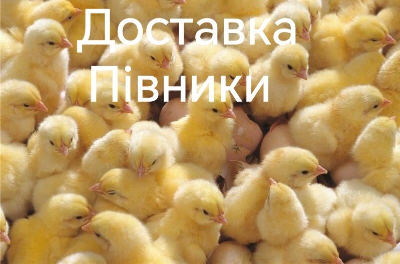 Цыплята Циплята Курчата ДОБОВІ Несушка Крос Браун Сенді Півники Петухи