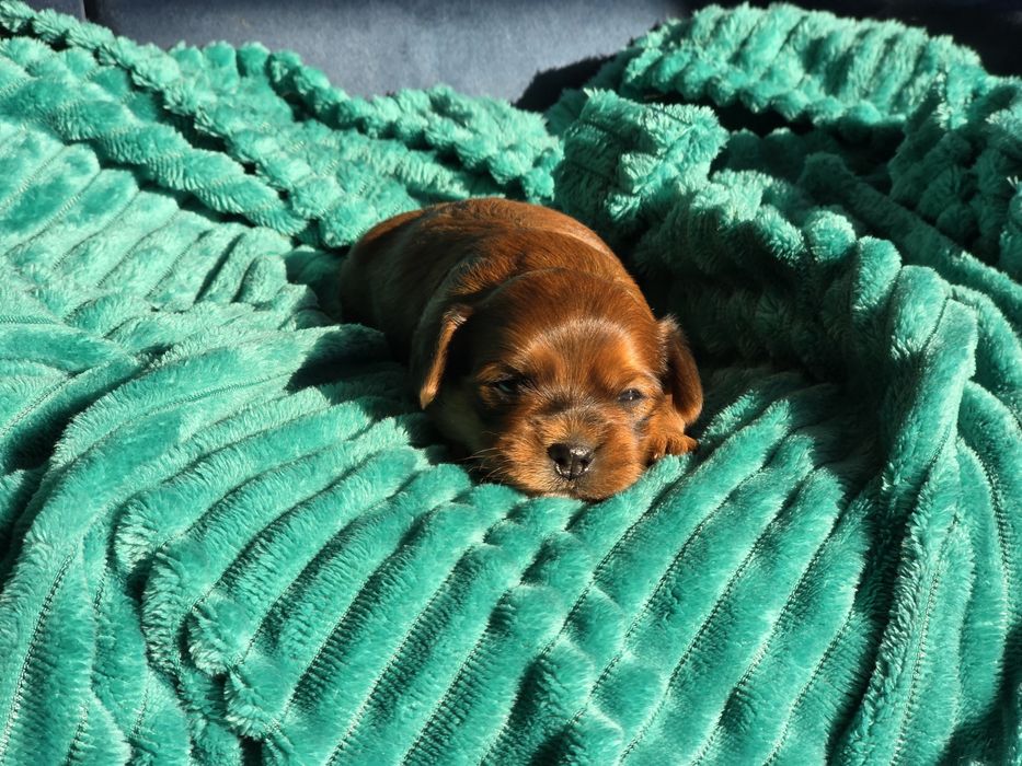 Hawańczyk hawańczyki havanese